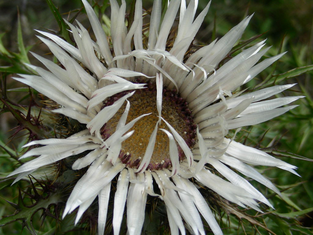 Carlina acaulis subsp. caulescens / Carlina Bianca